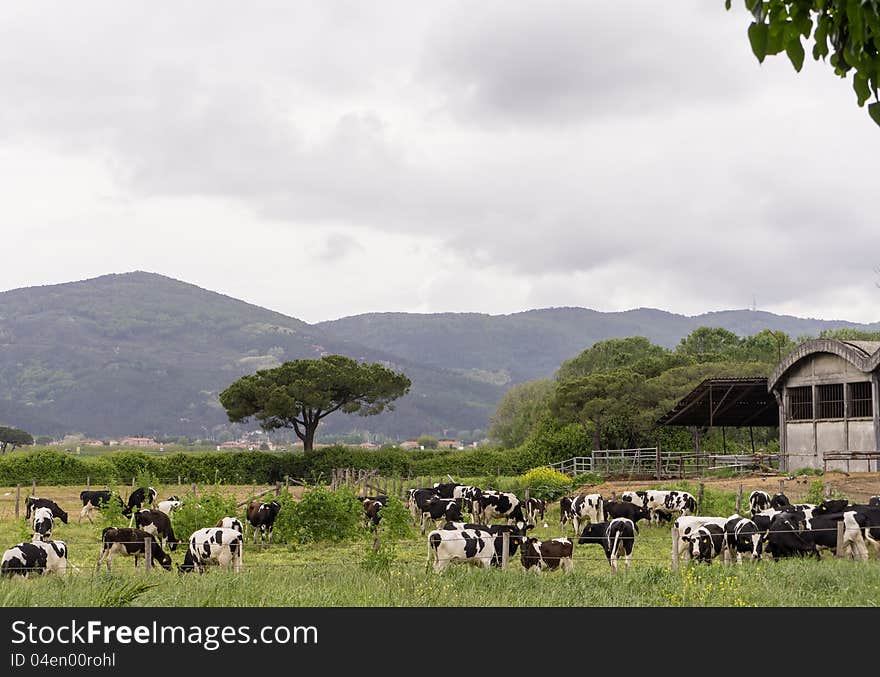 View of ligurian central dairy