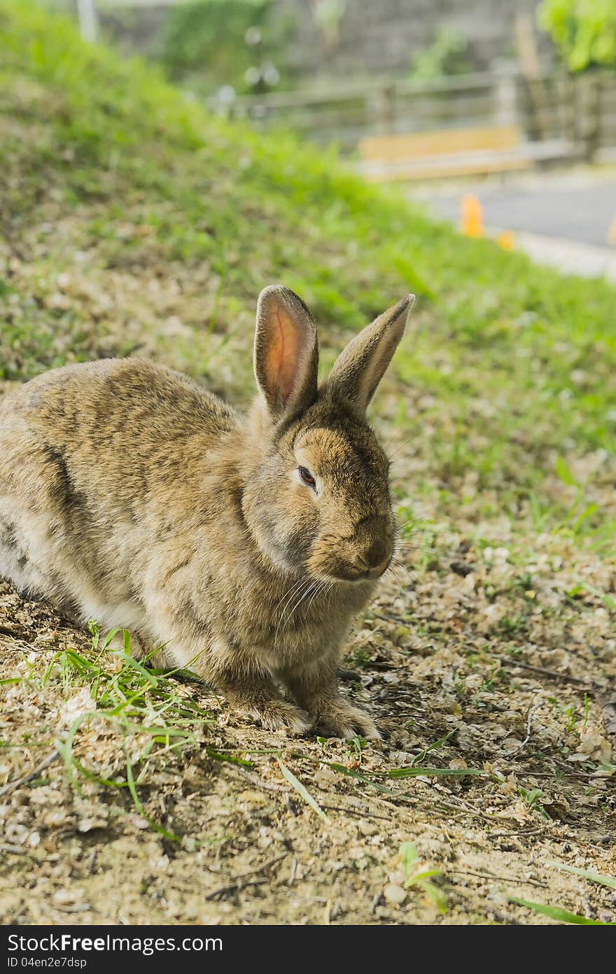 Lovely rabbit in a field