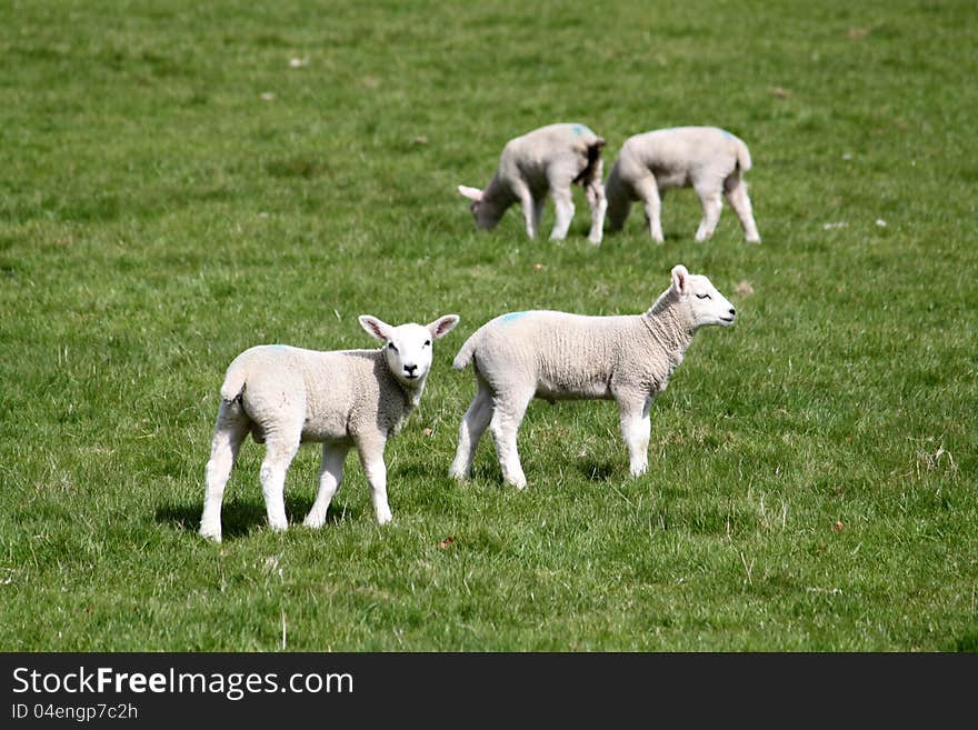 Lambs on pasturage