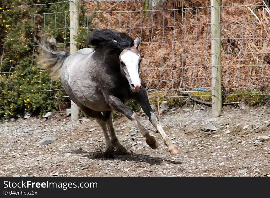 Running horse