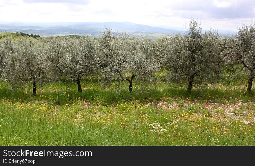 Olive trees