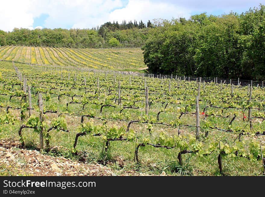 Vineyard In Tuscany