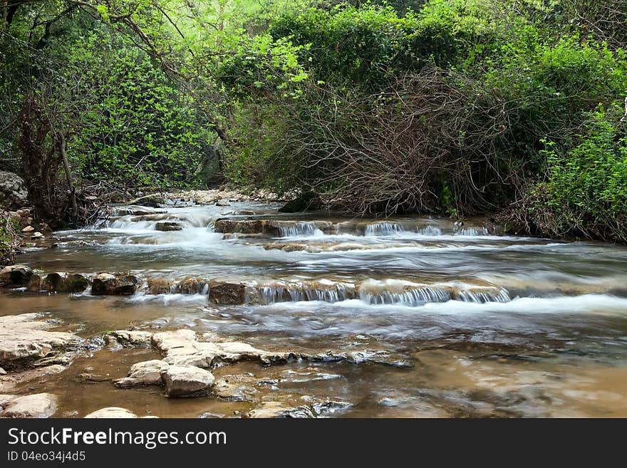 River water forest