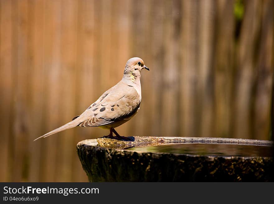 A mourning dove at the birdbath.