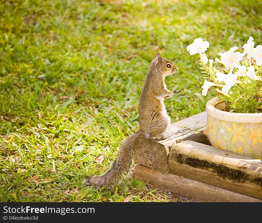 A squirrel enjoying the sunshine.