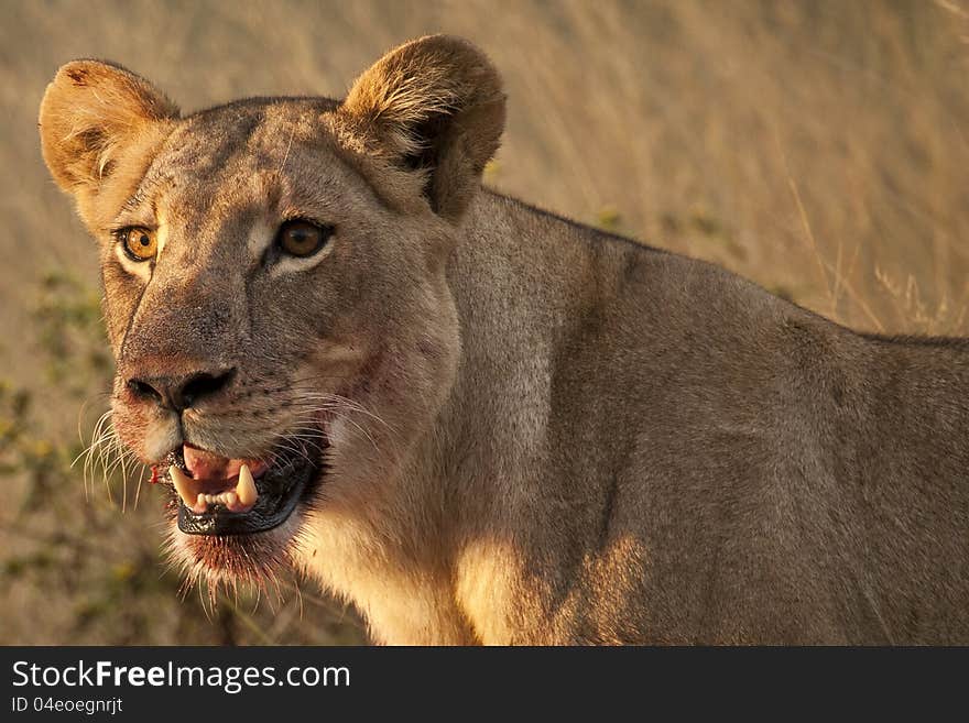 Panting lioness listening and looking around after feasting on a meal at dusk. Panting lioness listening and looking around after feasting on a meal at dusk