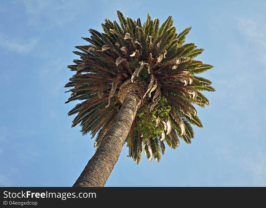 Palm tree in Los Angeles, California