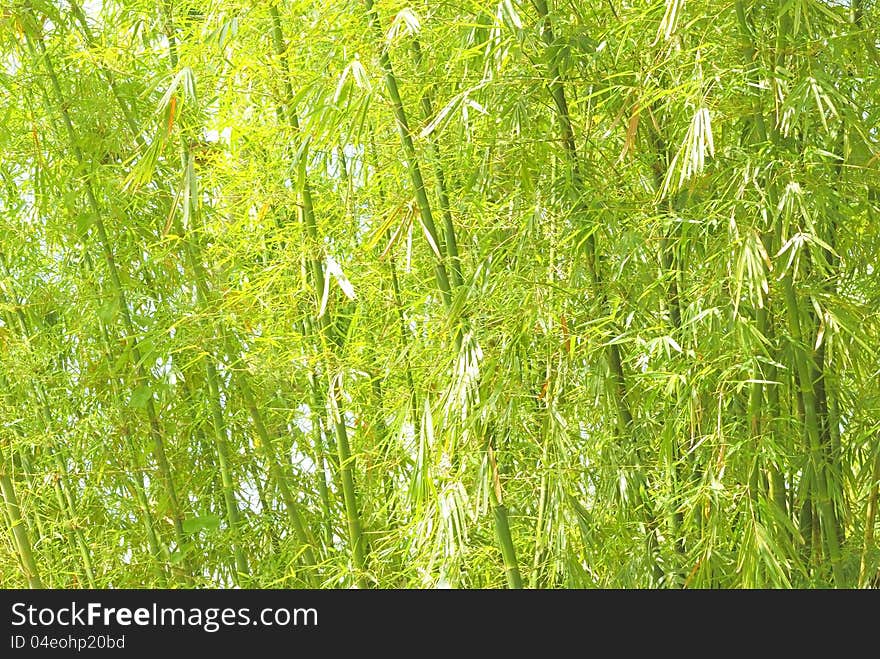 Bamboo stems and leaves.