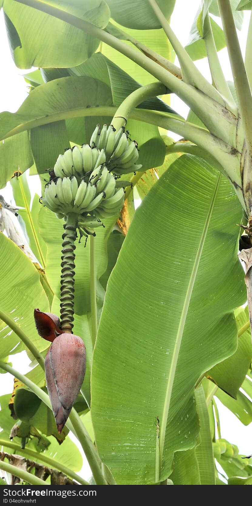 Inflorescence of banana