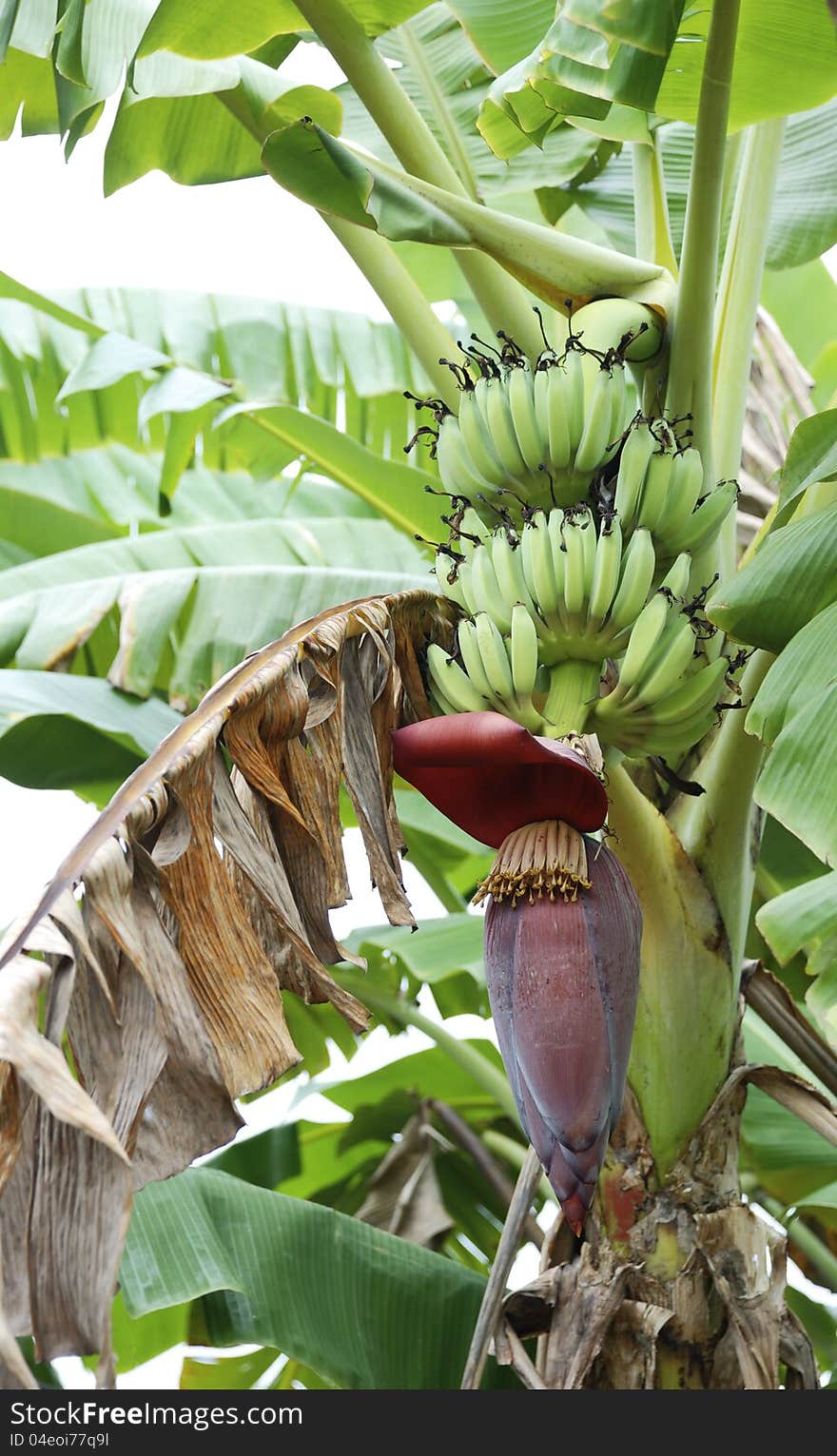 Inflorescence of banana.