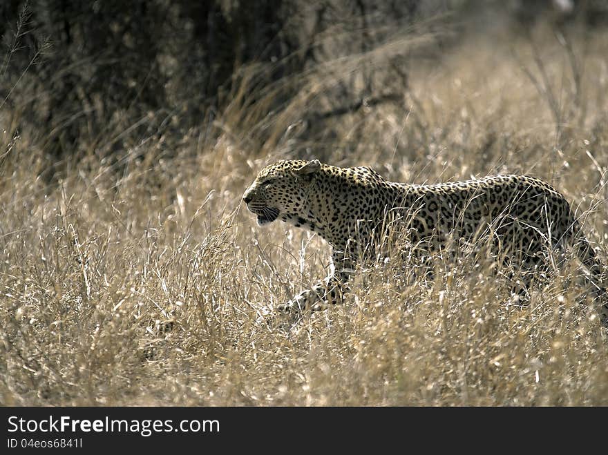 Leopard in tall grass looking for prey. Leopard in tall grass looking for prey