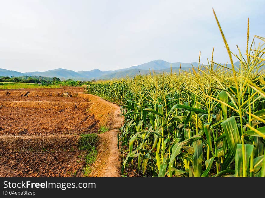 Landscape of corn field ,mountain and blue sky