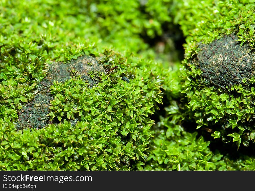 Small ant walking through mosses. Small ant walking through mosses.