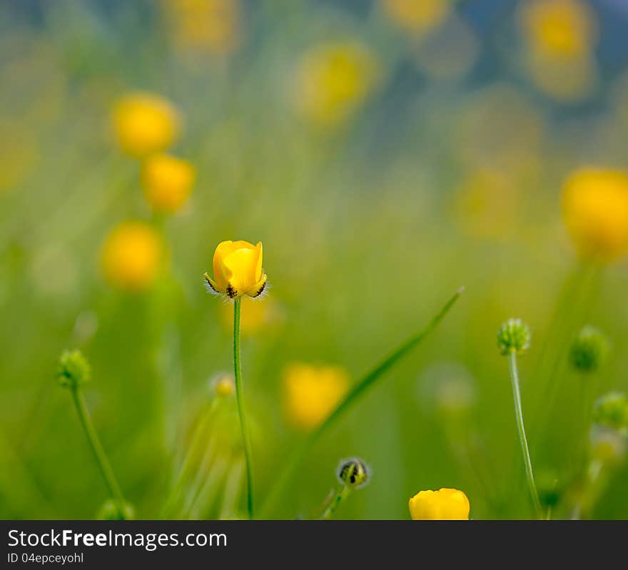 Wild flower in meadow in spring