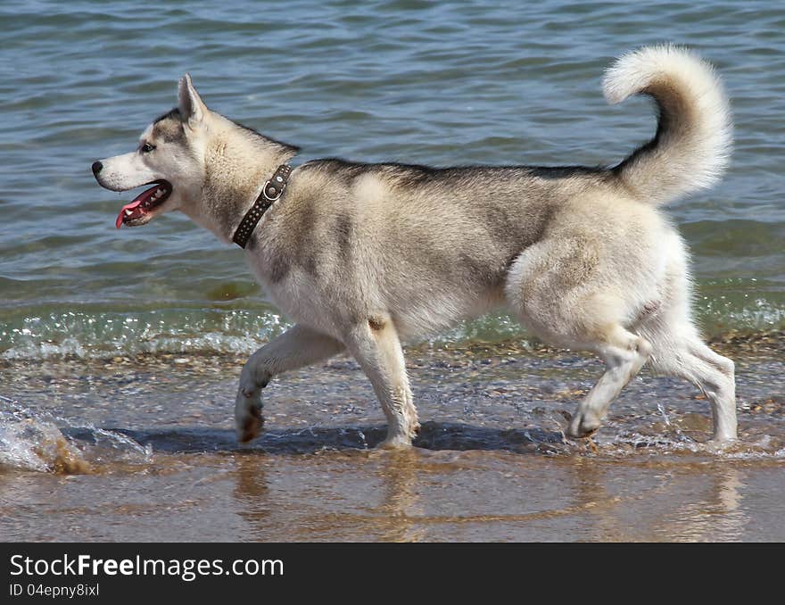 Siberian Husky