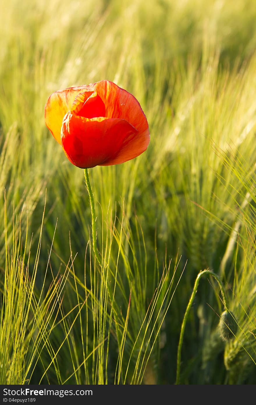 An organic wheat's field with poppies in Crimea. An organic wheat's field with poppies in Crimea