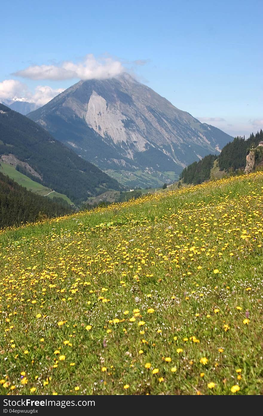 Mountain Meadow