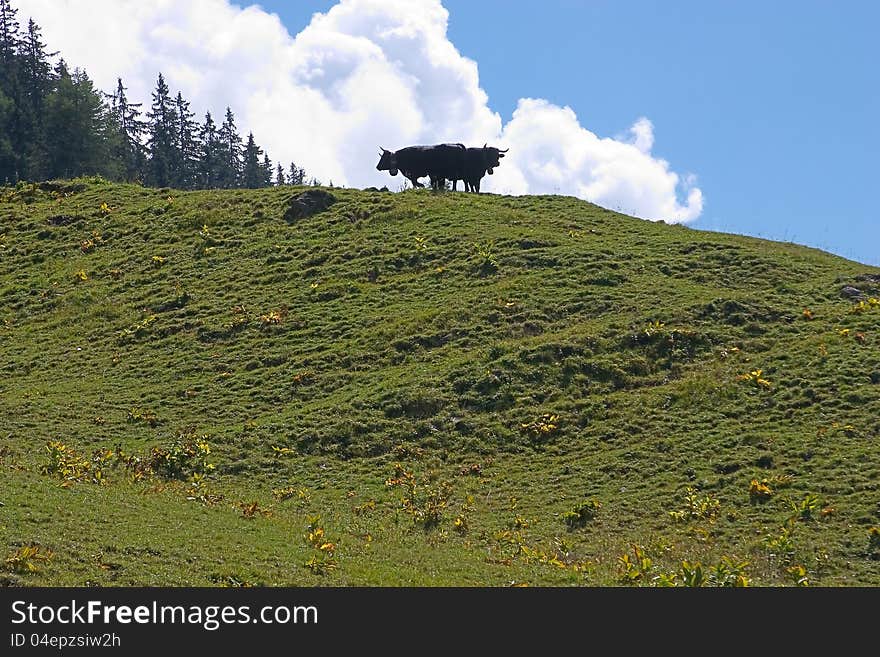Two cows on the mountain meadow