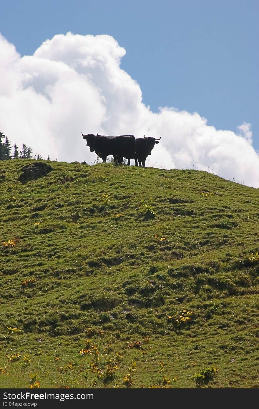 Cows on a mountain meadow