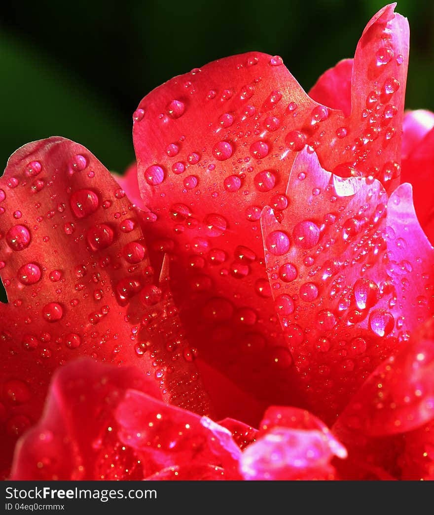 Red petals with water drops. Macro