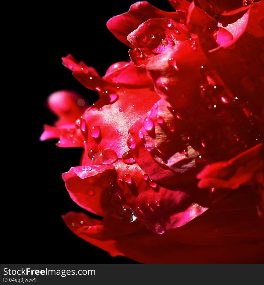 Red petals with water drops