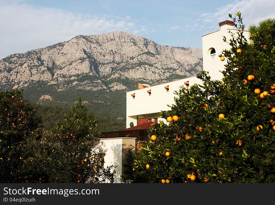 Orange trees at slope