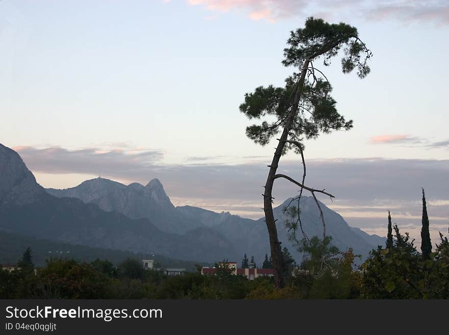 A single tree in front of a mountainrange