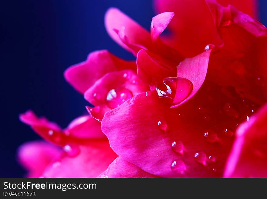 Peony Petals With Water Drops. Macro