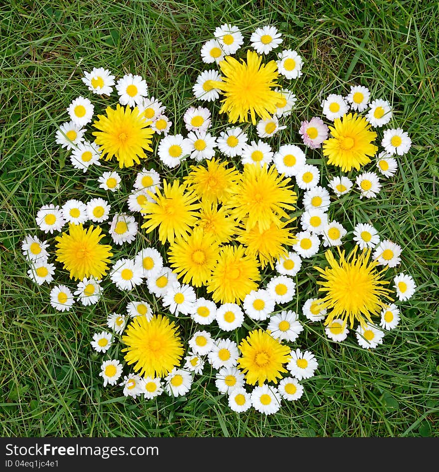 Daisy and dandelion flowers composition on a spring grass. Daisy and dandelion flowers composition on a spring grass