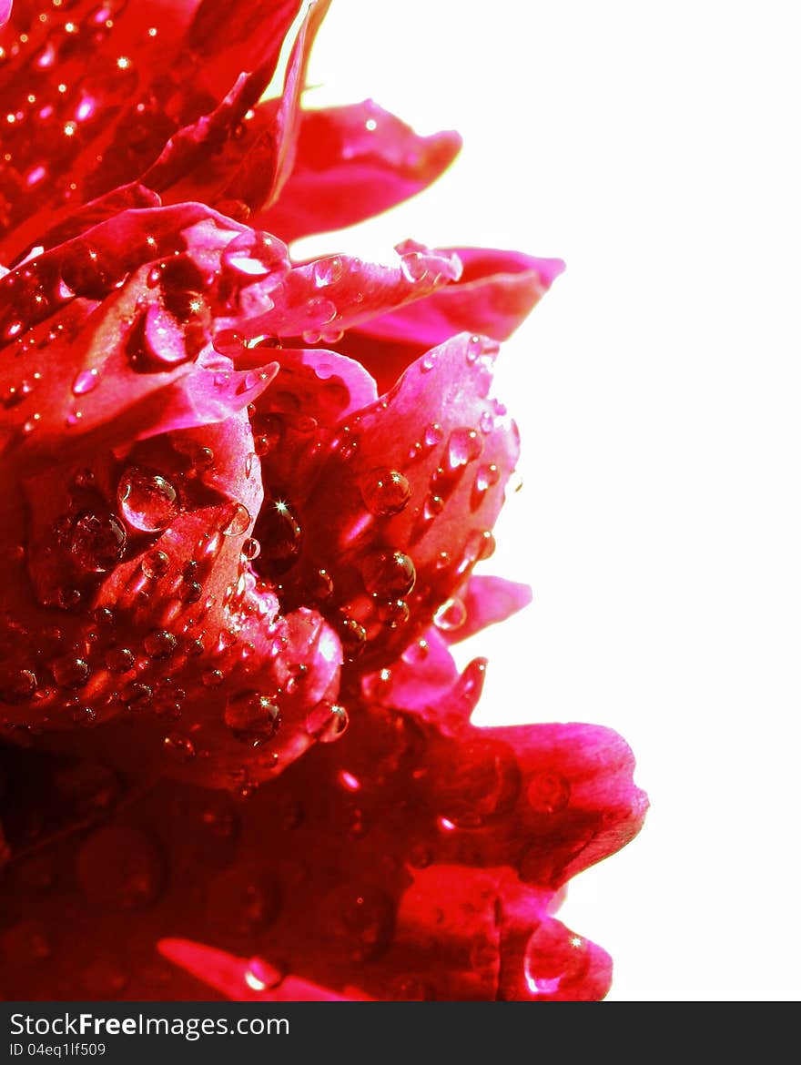 Water drops on peony petals. Macro