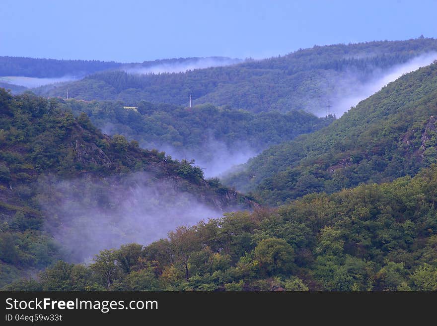 Foggy Forest