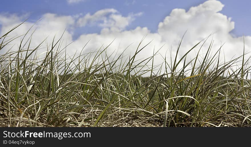 Cloud in a blue sky over sand dunes at the beach