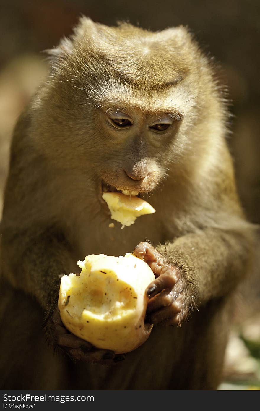 Wild monkey eating fruit on monkey hill in Phuket. Close up of monkey after taking a bite from an apple