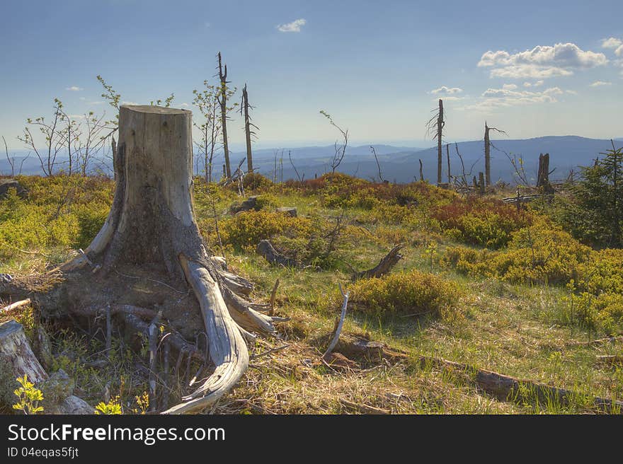 Plateau on top of the Wurmberg with dead trees. Plateau on top of the Wurmberg with dead trees