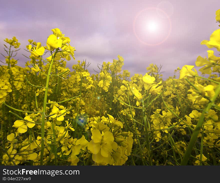 Heads of crop in meadow dramatic lighting. Heads of crop in meadow dramatic lighting