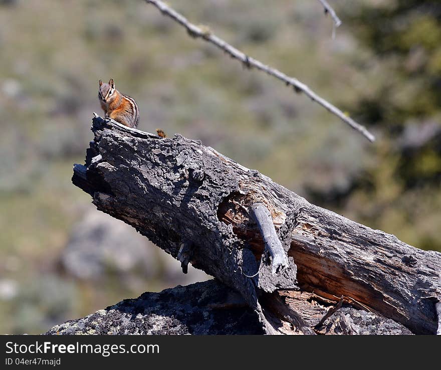 Chipmunk On A Log