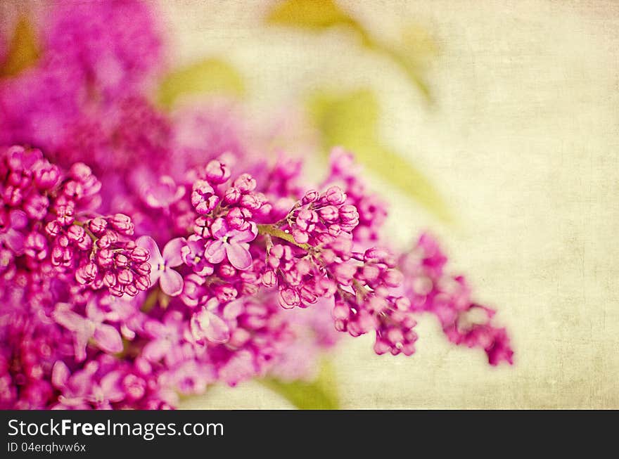 Lilacs