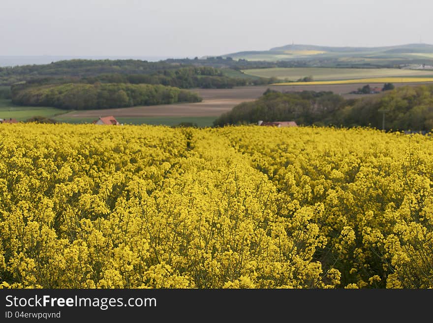 A bright yellow rapeseed field