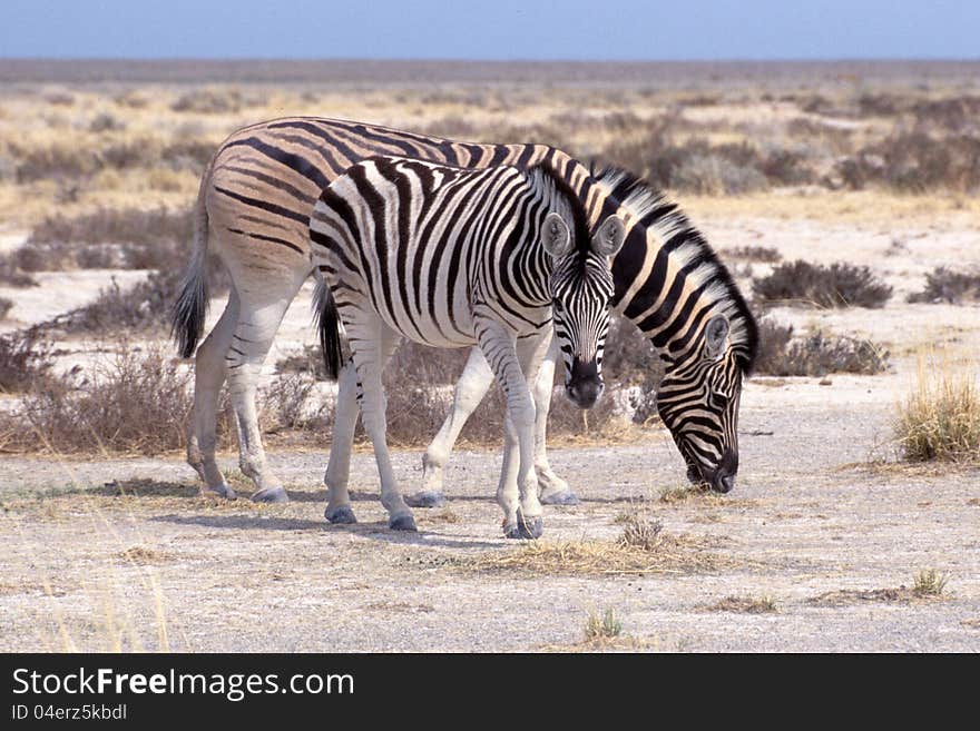 Zebra mom and foal