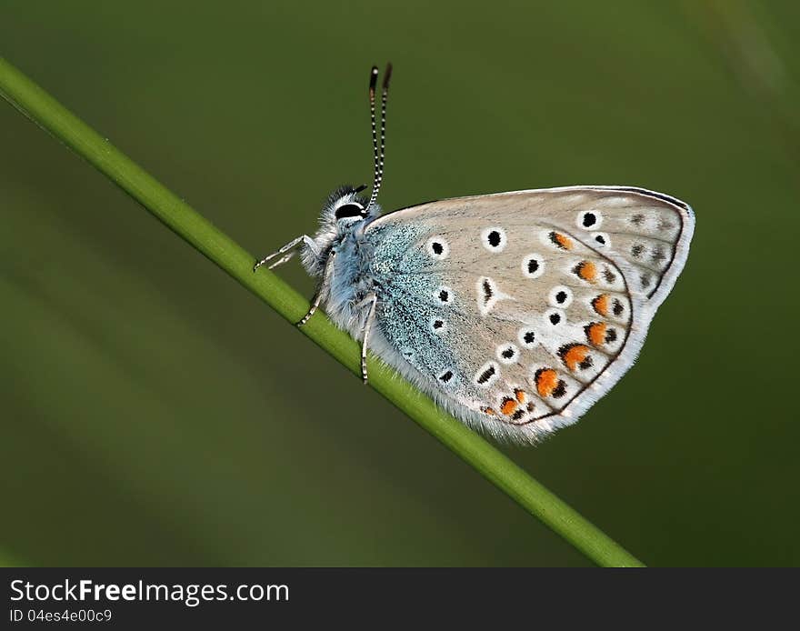 Lycaenidae butterfly sitting on a grass. Lycaenidae butterfly sitting on a grass