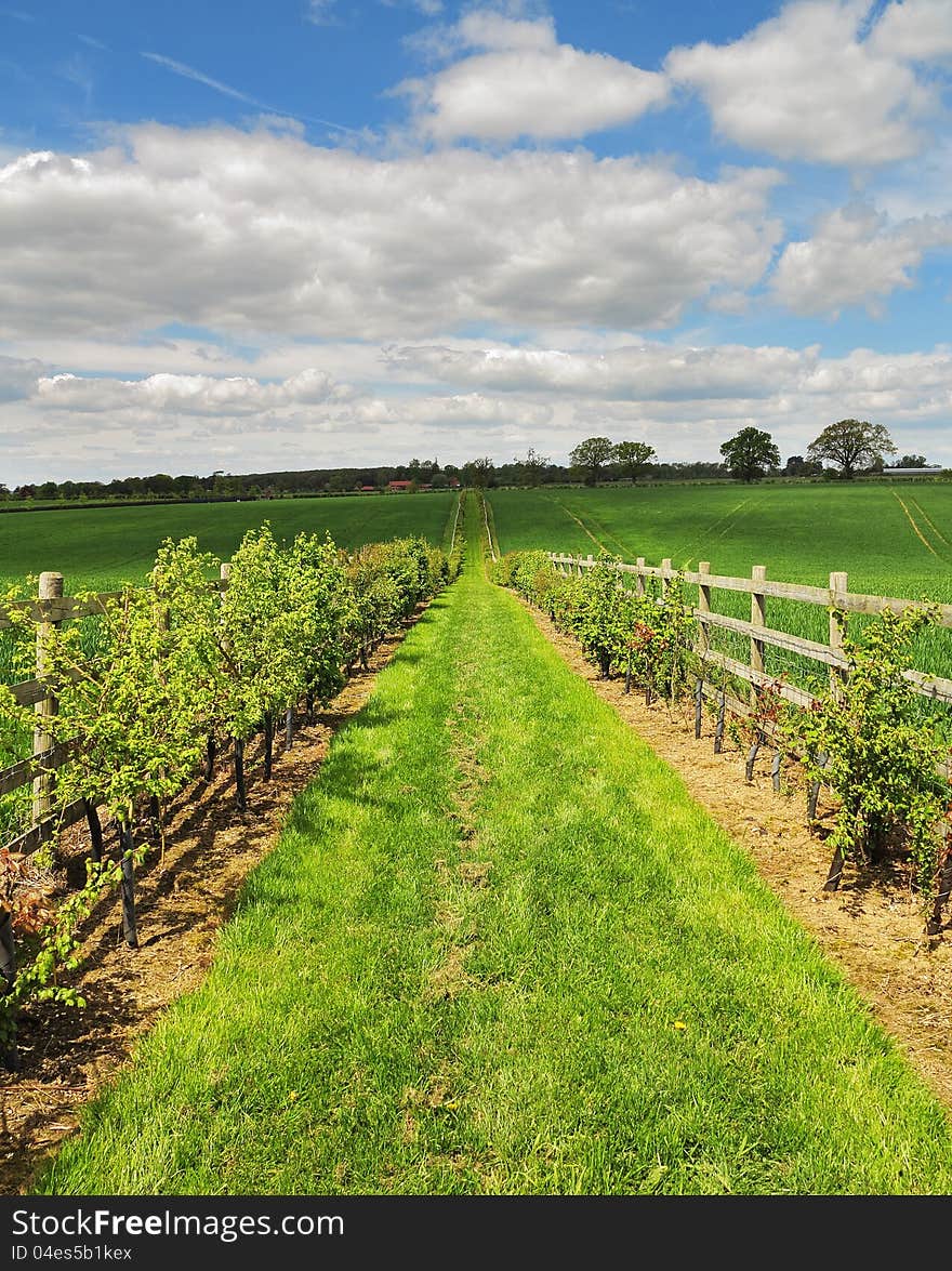 Fenced Footpath between fields