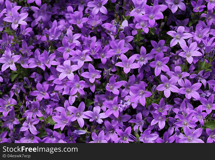 Purple bell-flowers as a floral background. Purple bell-flowers as a floral background