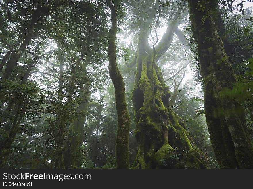 Antarctic Beech (Nothofagus moorei) enveloped in clouds in rainforest, Queensland, Australia. Antarctic Beech (Nothofagus moorei) enveloped in clouds in rainforest, Queensland, Australia.