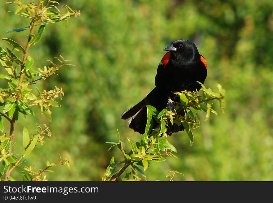 Red-winged Blackbird