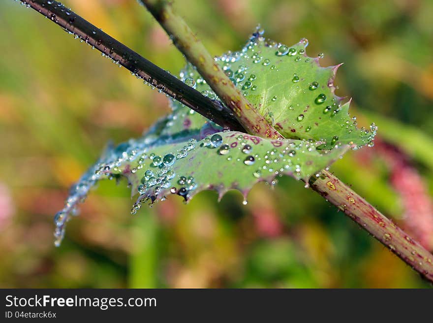 Leaf With Dew