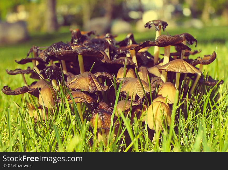 Group of mushrooms