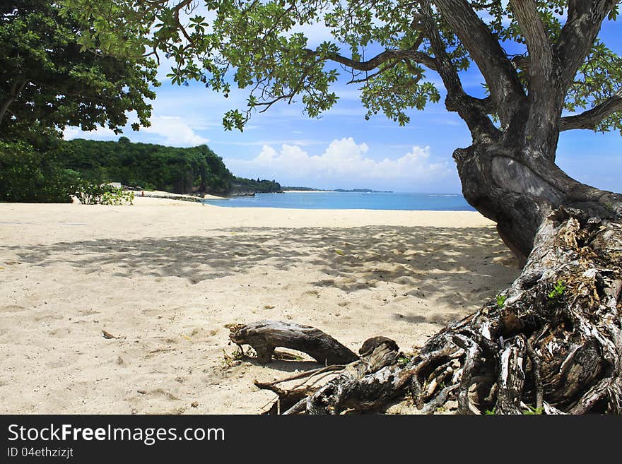 Old tree on beach