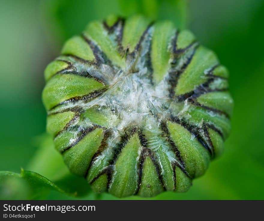 Bud daisies