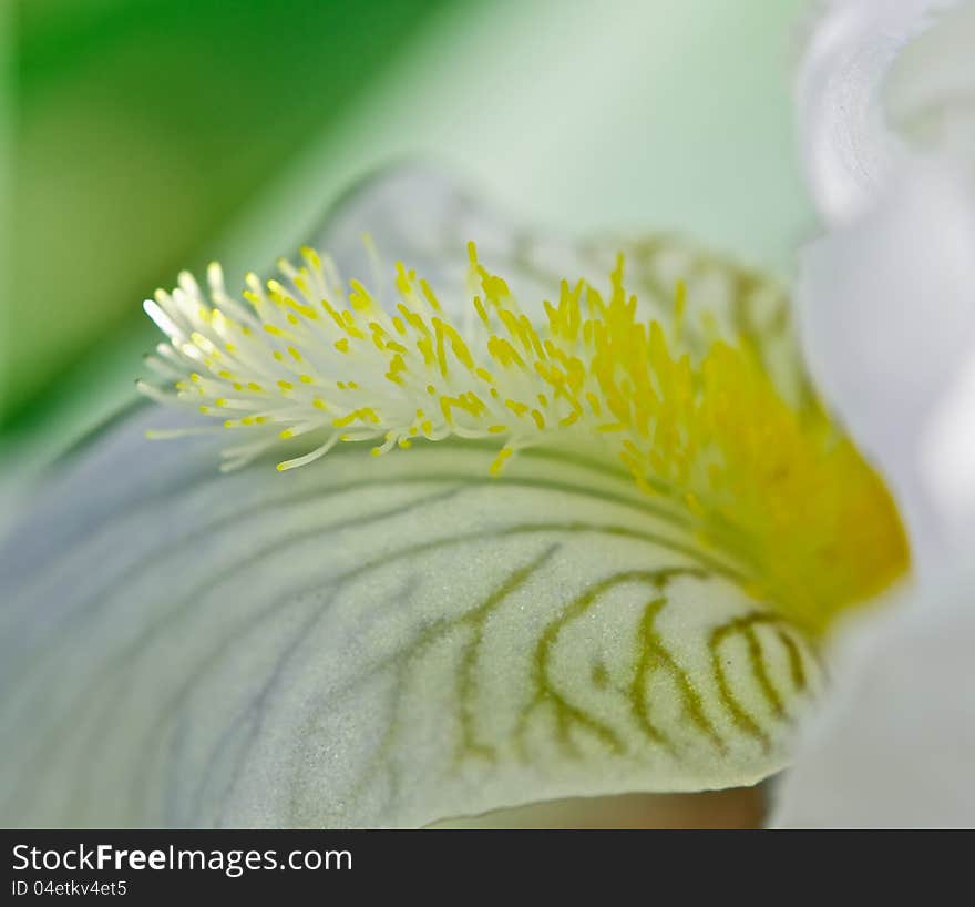 Petal White Iris