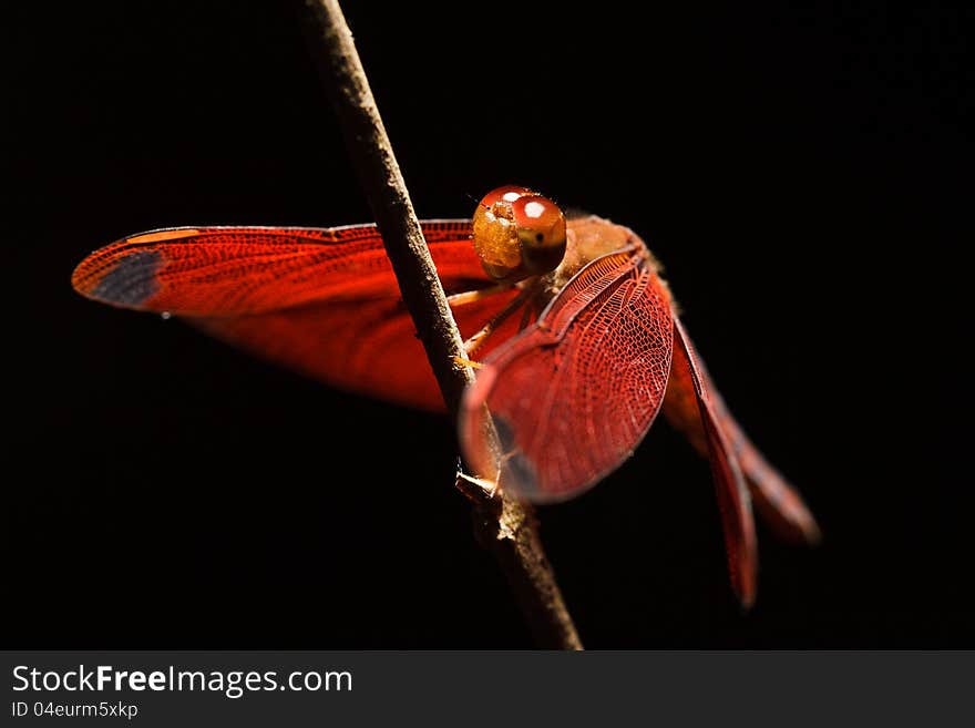 Image of Closeup red dragonfly